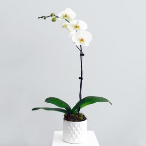 flowering potted orchid